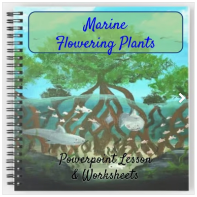 Marine Biology - Marine Flowering Plants - Powerpoint Lesson & Worksheets