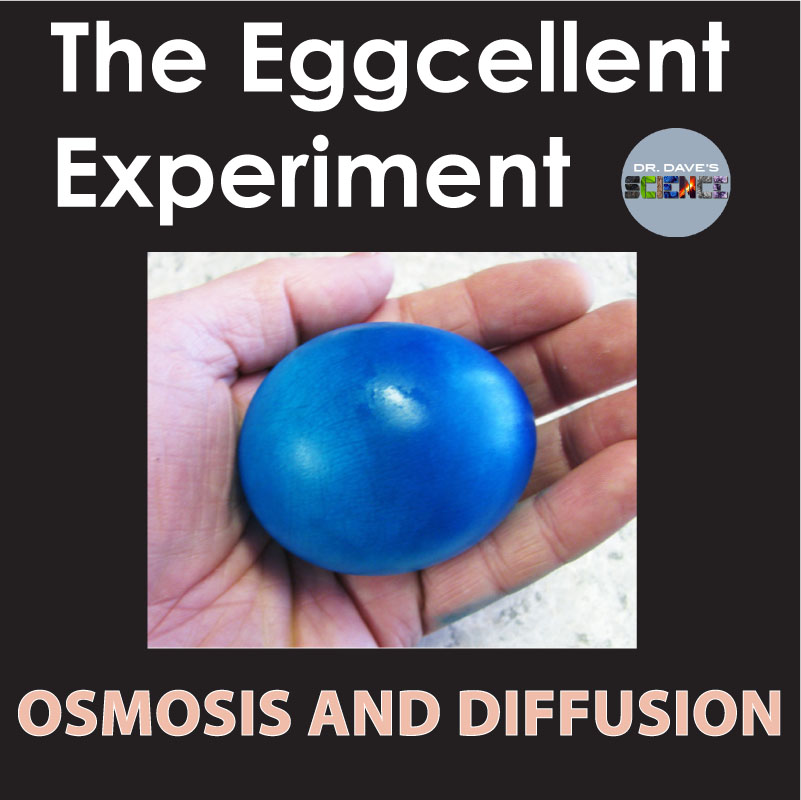 Diffusion and Osmosis Lab Egg Experiment Worksheets Vinegar Activity