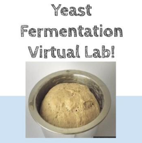 Yeast Fermentation VIRTUAL LAB Online Activity