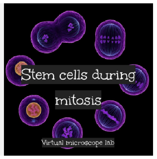 Stem Cells During Mitosis VIRTUAL Microscope Lab Matching Activity