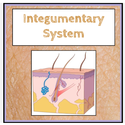 Integumentary System Lessons & Worksheets