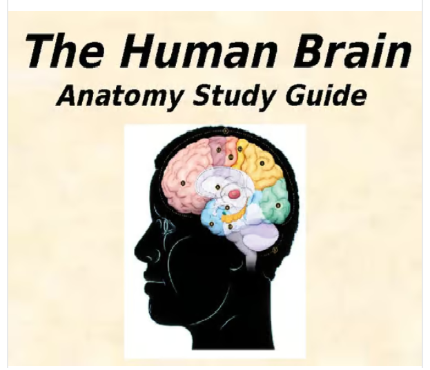 Anatomy & Physiology - The Human Brain Labeled Study Guide Powerpoint
