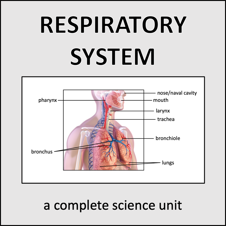 Respiratory System - a complete science unit