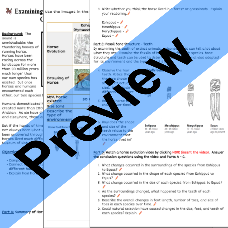 Horse Evolution Fossil Record Activity Google Doc Worksheet