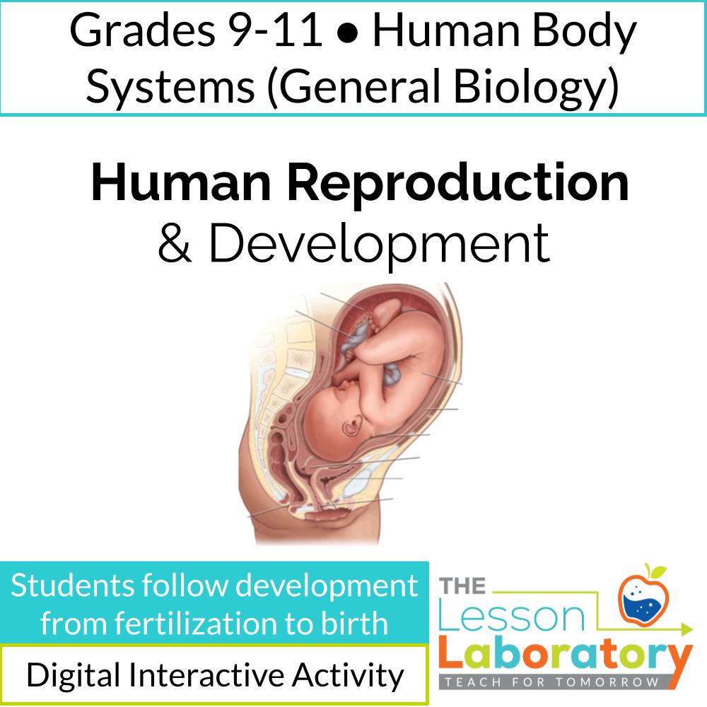 Human Reproduction & Development | Fertilization to Birth