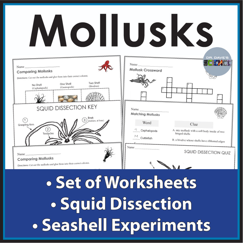 Mollusks Worksheets Squid Dissection Key Activity Bundle Marine Science Octopus