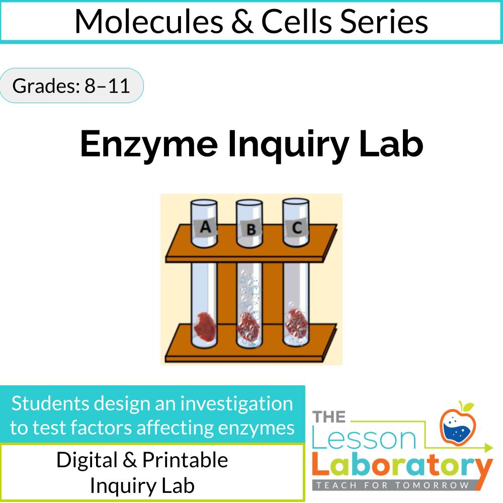 Student-Designed Enzyme Lab: Investigating Factors That Affect Enzyme Activity