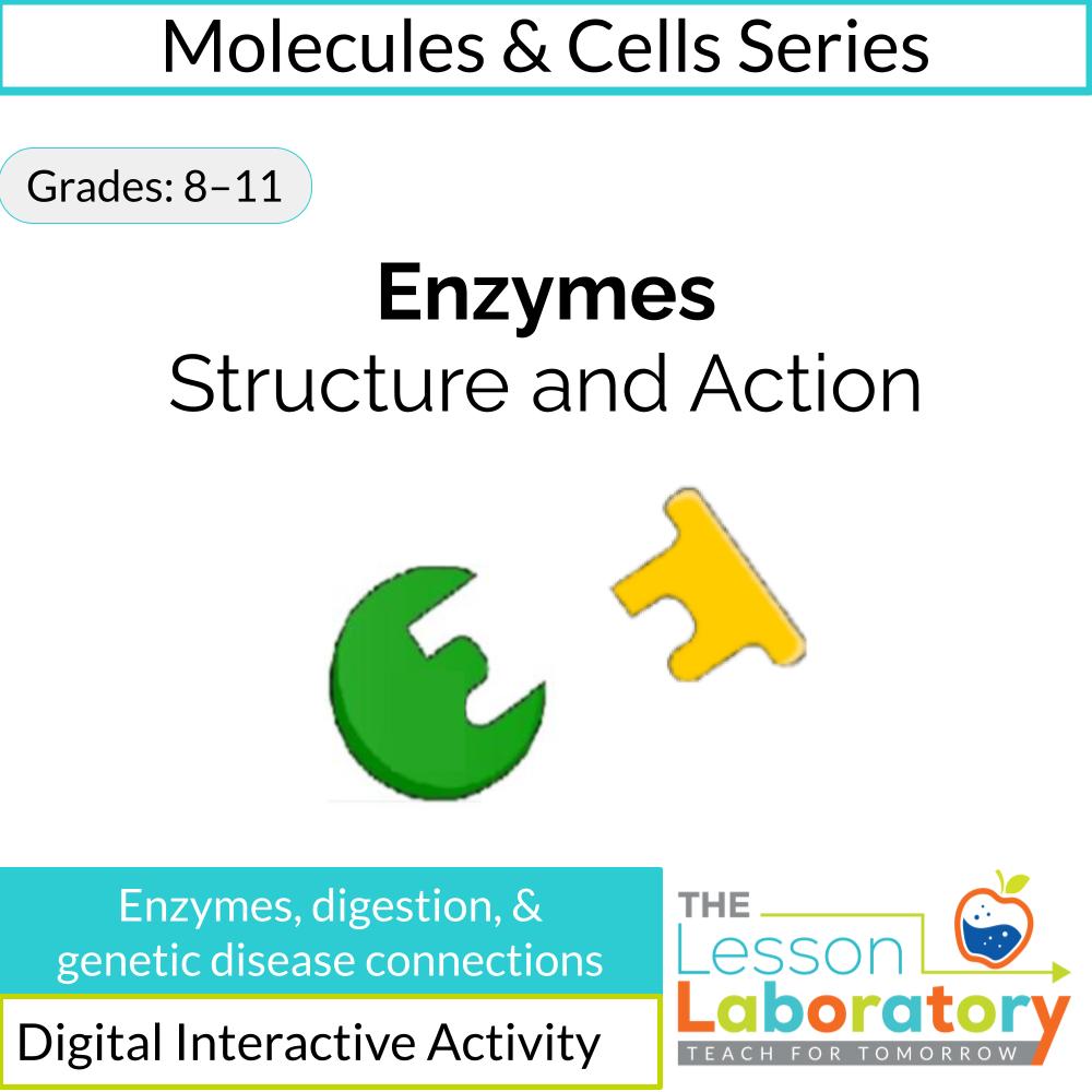 Enzymes Digital Lesson | Activation Energy, Active Sites & Enzyme Specificity