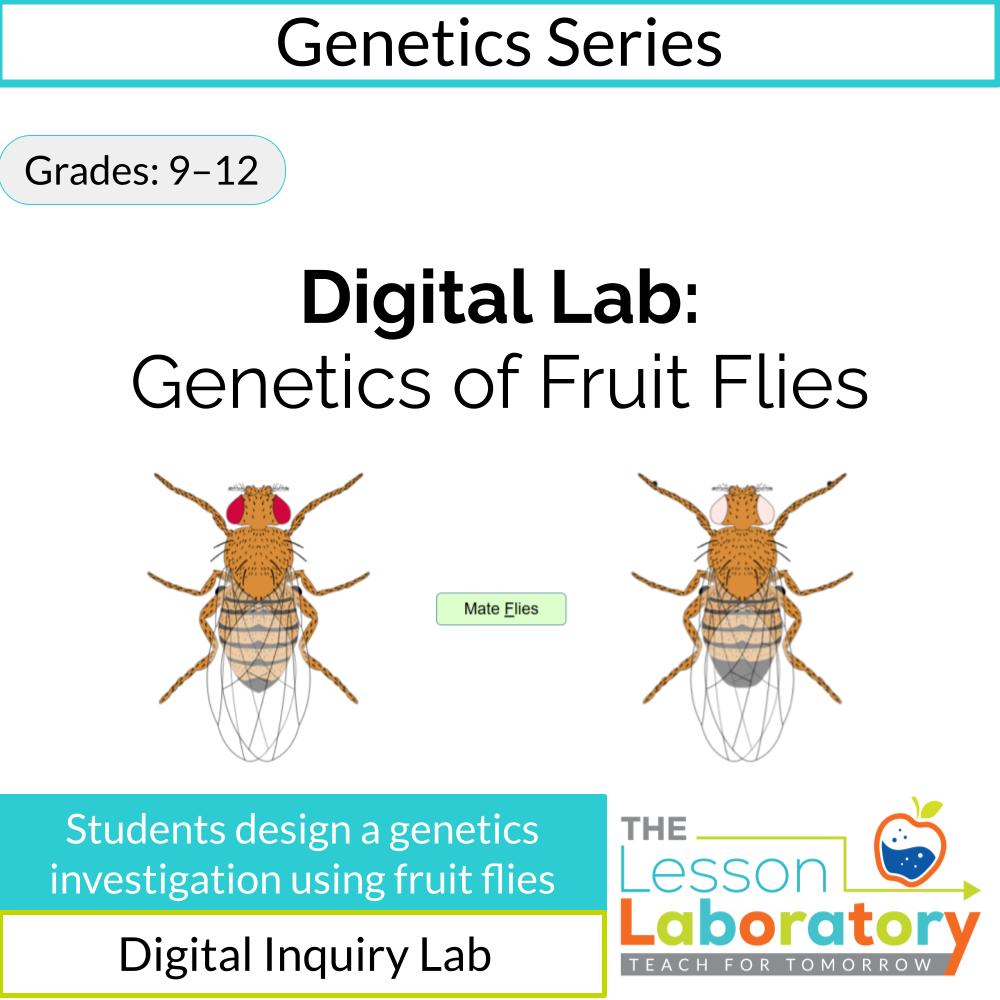 Fruit Fly Genetics Digital Lab | Inheritance Patterns & Punnett Squares Investigation
