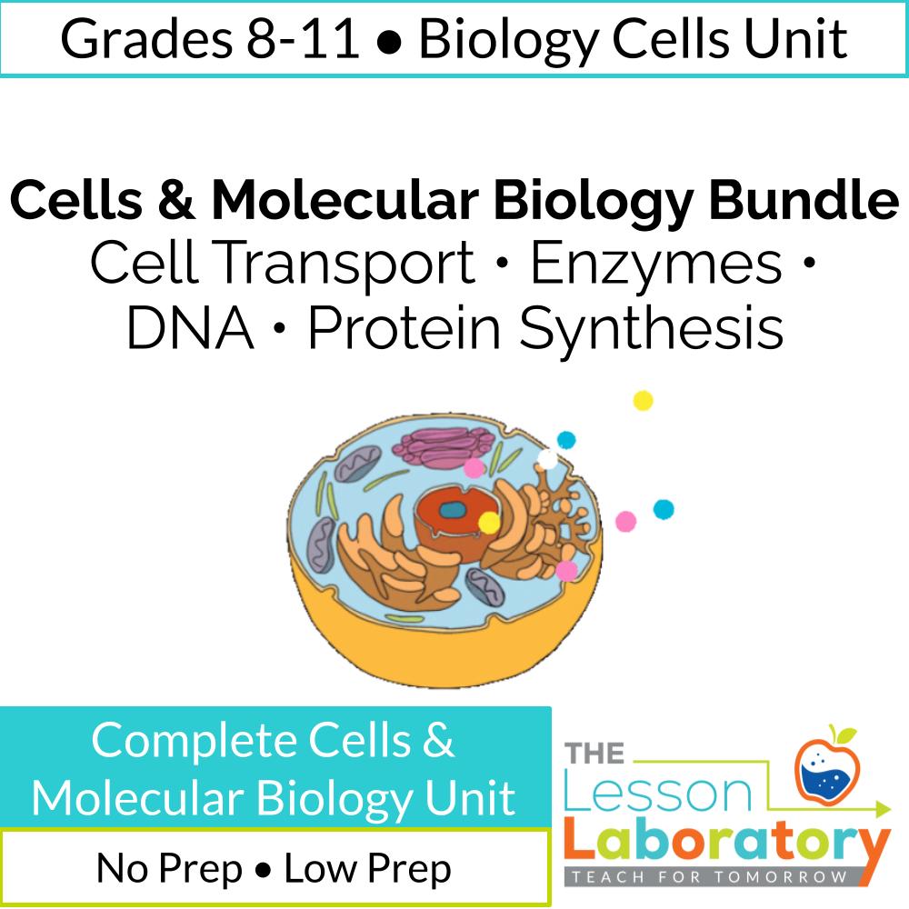 Cells & Molecular Biology Bundle | Cell Transport, Enzymes, DNA, Protein Synthesis